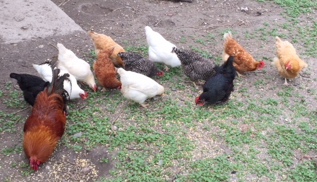 Happy Chickens 